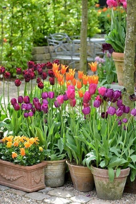 Top ideas of spectacular flower arrangements for the house yard and garden | My desired home Tulips Arrangement, نباتات منزلية, Container Gardening Flowers, Garden Containers, Front Yard Garden, Container Flowers, Garden Cottage, Latte Art, Container Plants