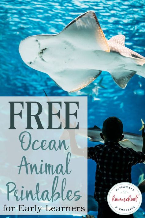 Summer is a great time to teach your little ones about ocean animals with these FREE Ocean Animal Printables! #oceananimals #homeschoolgiveaways #freeprintables Ocean Printables, Ocean Lesson Plans, Ocean Zones, Ocean Habitat, Animal Lessons, Ocean Unit, Animal Printables, Ocean Activities, Summer Learning