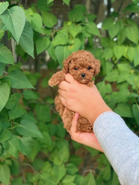 Small Fluffy Dogs Breeds, Mini Doodle Dog, Mini Goldendoodle Full Grown, Mini Golden Doodle Puppy, Toy Poodle Haircut Teddy Bears, Teacup Cavapoo, Teacup Doodle, Doodles Puppies, Micro Goldendoodle