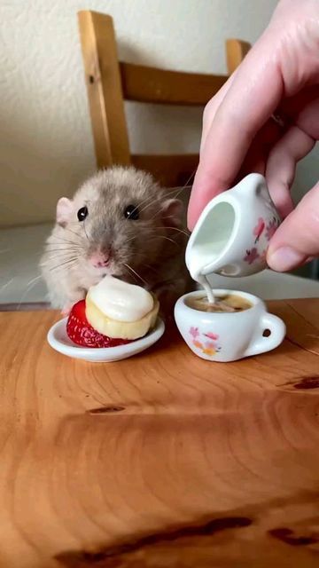 Dr.rodents on Instagram: "Sometimes you gotta spoil your pet😜 Credits:@serotonina23" Rodent Pets, Hamster Pics, Clothing Design Sketches, Cute Hamsters, Pretty Animals, Animal Behavior, Weird Animals, Hamsters, Rodents