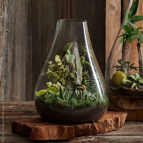 Glass Terrarium Ecosystem Design, Indoor Terrarium, Wall Plants Indoor, Tabletop Terrarium, Living Wall Indoor, Water Terrarium, Outdoors Indoors, Terrarium Containers, Window Planter Boxes