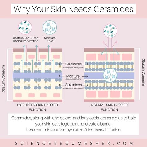 Skincare Science on Instagram: “𝐂𝐞𝐫𝐚𝐦𝐢𝐝𝐞𝐬 𝐈𝐧 𝐒𝐤𝐢𝐧𝐜𝐚𝐫𝐞 Your skin’s hydration generally depends on two major factors: 🌿Natural Moisturizing Factors (NMFs)🌿Barrier Lipids…” Skin Turnover Cycle, Ceramides Benefits, Epidermis Layers, Skin Infographic, Ceramides Skin Care, Skincare Infographic, Scientific Skincare, Wow Skin Science, Skincare Science