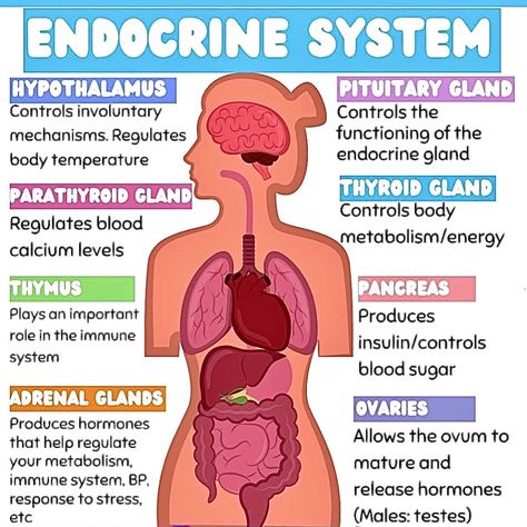 💥𝐄𝐧𝐝𝐨𝐜𝐫𝐢𝐧𝐞 𝐒𝐲𝐬𝐭𝐞𝐦 𝐎𝐯𝐞𝐫𝐯𝐢𝐞𝐰💥 The endocrine system is responsible for producing and regulating hormones that control various functions in the body. Below are the main glands and their functions: 𝟏. 𝐇𝐲𝐩𝐨𝐭𝐡𝐚𝐥𝐚𝐦𝐮𝐬: Controls involuntary mechanisms and regulates body temperature. 𝟐. 𝐏𝐢𝐭𝐮𝐢𝐭𝐚𝐫𝐲 𝐆𝐥𝐚𝐧𝐝: Controls the functioning of the endocrine glands. 𝟑. 𝐏𝐚𝐫𝐚𝐭𝐡𝐲𝐫𝐨𝐢𝐝 𝐆𝐥𝐚𝐧𝐝: Regulates blood calcium levels. 𝟒. 𝐓𝐡𝐲𝐫𝐨𝐢𝐝 𝐆𝐥𝐚𝐧𝐝: Controls body metabolism and energy levels. 𝟓. 𝐓𝐡𝐲𝐦𝐮𝐬: Plays an important ... Parathyroid Gland, Endocrine System Nursing, Nursing School Studying Cheat Sheets, Endocrine Glands, Paramedic School, The Endocrine System, Nursing School Essential, Nursing Study Guide, Nurse Study