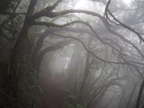 Foggy Forest, Trees, Forest, On Twitter, Twitter