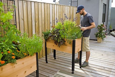 Herb Planter Box, Standing Garden, Garden Bed Layout, Cedar Raised Garden Beds, Outdoor Herb Garden, Elevated Gardening, Building Raised Garden Beds, Backyard Garden Layout, Building A Raised Garden