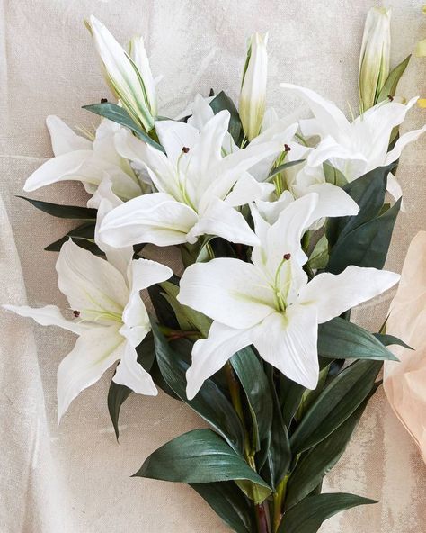 White Lily Flower Aesthetic, Flower Information, Casablanca Lilies, Lily Aesthetic, Lilium Candidum, Casablanca Lily, White Lily Flower, White Lilly, Lily Painting