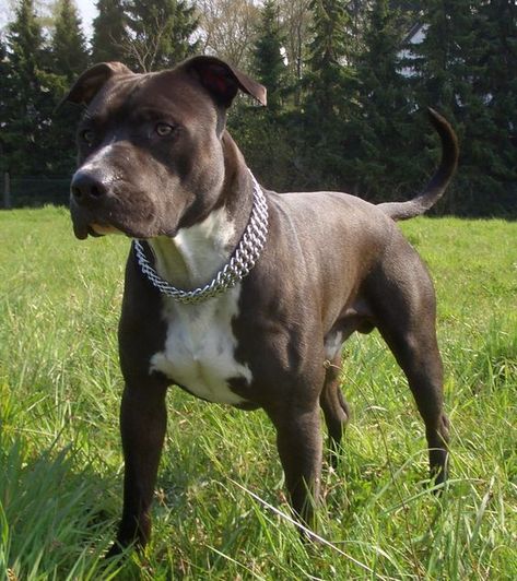 200 Best American Staffordshire Terrier Dog Names Dog Contest, Bully Breed, Staffordshire Terriers, Corso Dog, Psy I Szczenięta, Francia Bulldog, Working Dog, American Pitbull, Dream Dog