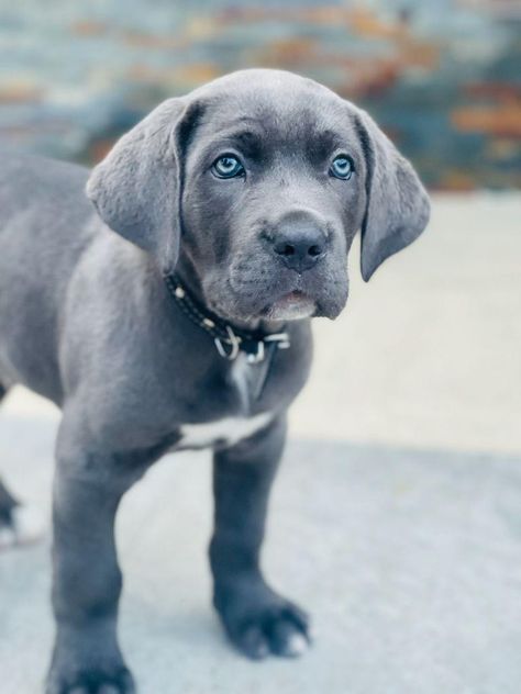 Beautiful cane corso dog . Cane Corso Blue Eyes, Grey Cane Corso Puppy, Grey Pitbull Blue Eyes, Cane Corso Dog Blue, Cane Corso Grey, Grey Great Dane, Blue Cane Corso, Black Cane Corso, Grey Pitbull