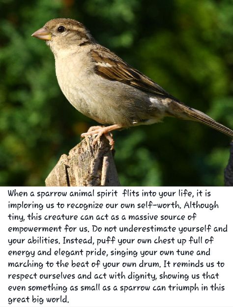 Sparrow Totem Spiritual Meaning Of Sparrow, Sparrow Meaning, Sparrow Bird Drawing, Bird Drawing Tattoo, Sparrow Symbolism, Druid Shaman, Bird Signs, Bird Meaning, Drawing Tattoo Ideas