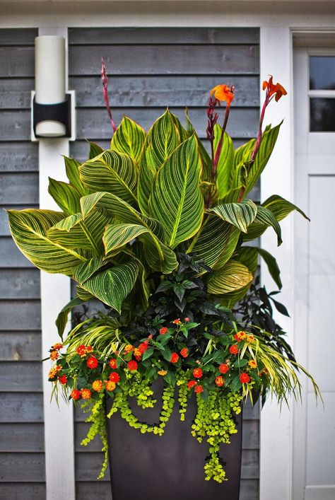 Full Sun Container Plants, Summer Planter, Tanaman Pot, Container Gardening Flowers, Permaculture Design, Patio Plants, Have Inspiration, Garden Containers, Container Flowers