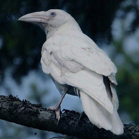 Crows Drawing, White Raven, Raven Bird, Albino Animals, Crows Ravens, Pretty Birds, Funny Animal Pictures, Fantastic Beasts, Black Bird