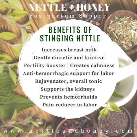 Nettle Tea Benefits Fertility, Nettle Tea Benefits Women, Nettle Leaf Tea Benefits, Nettle Leaf Benefits, Stinging Nettle Benefits, Nettle Tea Benefits, Benefits Of Nettle, Nettle Benefits, Herb Benefits