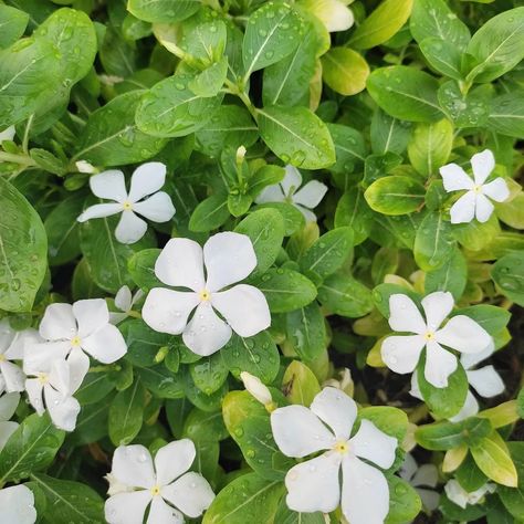 Nature's Simple Elegance: The White Periwinkle 🌸 Sometimes, beauty is found in the most delicate of forms, and today, I'm captivated by the charm of these white periwinkles. 🌿 With their pristine white petals and subtle green leaves, these flowers represent purity and simplicity. White periwinkles have this unique ability to bloom almost anywhere. They remind us that even in the toughest conditions, we can find strength and continue to flourish. Life often presents us with challenges, but li... White Periwinkle, Flowers Represent, White Petals, Simple Elegance, Green Leaves, The White, Canning, Flowers, Green