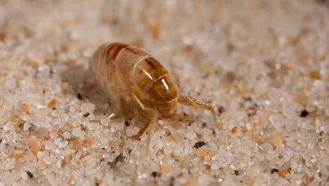 How to Get Rid of Sand Fleas? (What You Should know) Sand Fleas, Flea Infestation, Bed Bug Bites, Flea Spray, Flea Control, Bed Bugs, Flea And Tick, Limassol, Pet Beds