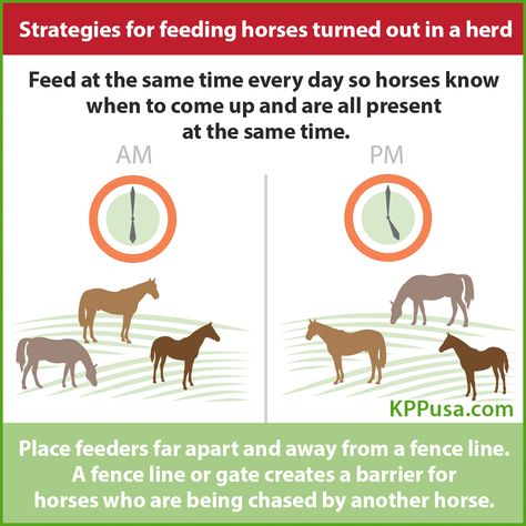 Feeding Horses, Horse Feeding, Horse Feed, Horse Health, Health Management, Kentucky, To Learn, Every Day, Horses