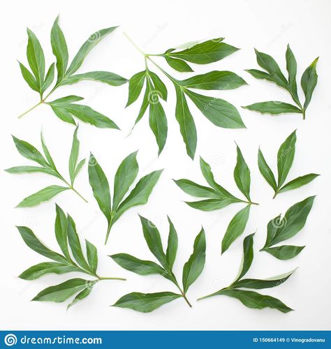 Peonies Leaves, Foliage Reference, Leaf Reference Photo, Peony Leaves Drawing, Flower Leaf, Peony Leaf, Peony Photography, Peony Drawing, Peony Leaves