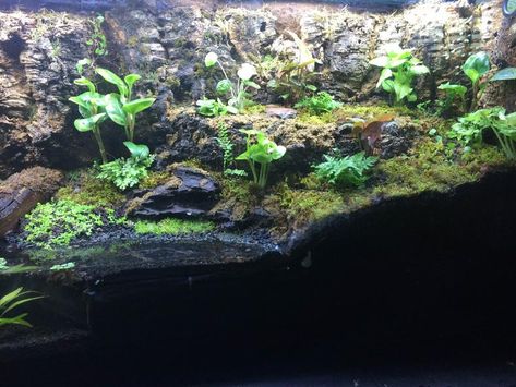 55 gallon Paludarium | Dendroboard 55 Gallon Paludarium, Garter Snake Enclosure, Riparium Ideas, Red Eyed Crocodile Skink, Snake Habitat, Paludarium Ideas, Dart Frog Terrarium, Crocodile Skink, Large Water Features