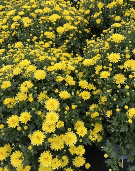 Yellow Chrysanthemum Bouquet, November Bujo, Chrysanthemum Bouquet, Flower Aesthetics, Yellow Chrysanthemum, Flower App, Garden Paradise, Yellow Plants, Dark Castle