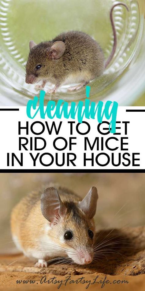 Mice In Basement, Essential Oils To Get Rid Of Mice, Rid Of Mice In House, How To Catch Mice In House, Ways To Get Rid Of Mice, Best Way To Get Rid Of Mice, Natural Ways To Get Rid Of Mice, How To Get Rid Of Mouse In House, Mouse Repellent Diy Essential Oils