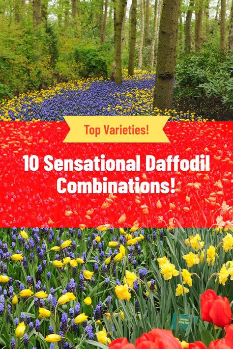 10 sensational daffodil planting combinations! Be inspired by ideas of what to plant with daffodils for a sensational spring garden. Daffodils And Tulips Landscaping, What To Plant With Daffodils, Daffodils Landscaping, Tulip Daffodil Garden, Daffodil Garden Design, Tulip And Daffodil Garden Layout, Daffodil Companion Plants, Daffodil Landscaping Ideas, Daffodil Garden Ideas