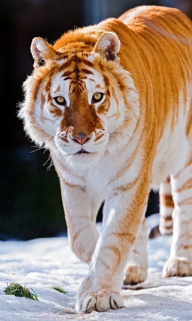 ~~Golden tiger walking in the snow by Tambako the Jaguar~~ Golden Tabby Tiger, Golden Tabby, Tiger Walking, Regnul Animal, Haiwan Comel, Anak Haiwan, Tiger Pictures, Haiwan Lucu, Golden Tiger