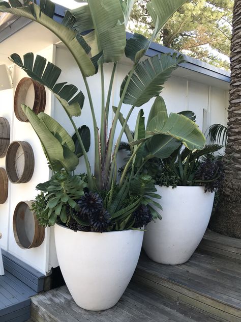 Large Pot Garden, Feature Pot Plants, Black Pots Planters, White Potted Plants, Tropical Potted Plants, Pot Plant, Large Pots In Landscaping, Large Potted Plants Outdoor, Pot Plants Outdoor Patio