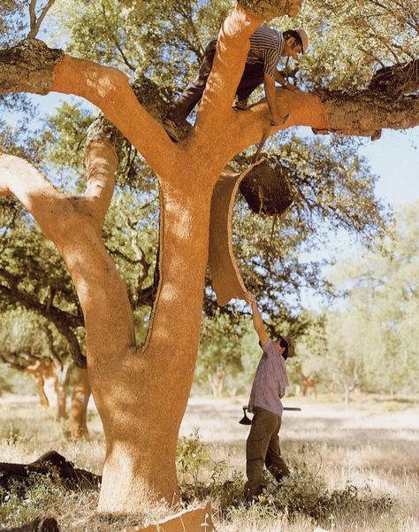 "Any piece designed with cork as part of it comes with a great sustainability story. Cork is the bark of the cork oak tree and regenerates after harvest...In between harvests the cork trees are a carbon sink removing CO2 from the atmosphere. Harvesting biodegradable cork helps increase the tree’s lifetime expectancy and the natural ecosystems where trees grow."-𝗚𝗿𝗲𝗲𝗻 𝗟𝗼𝗱𝗴𝗶𝗻𝗴 𝗡𝗲𝘄𝘀 We are proud to carry Granorte's cork products, which are beautiful, innovative, and eco-friendly. The Story Of Ferdinand, Cork Panels, Cork Tree, Pineapple Wallpaper, Oak Forest, Natural Ecosystem, Cork Flooring, Unique Trees, Oak Tree