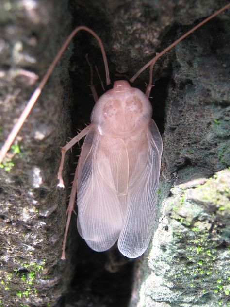 white cockroach Aesthetic Cockroach, Cockroach Aesthetic, Cute Cockroach, Different Types Of Animals, Arthropods, Types Of Animals, Animal Crossing, Bugs, Animals