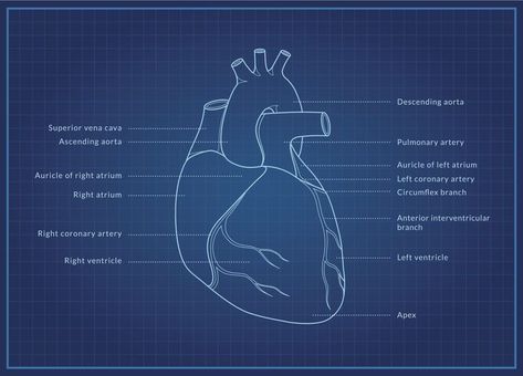 Cardiothoracic Surgery Aesthetic, Surgeon Aesthetic, Post Surgery Care Package, Cardiothoracic Surgeon, Surgery Prep, Surgery Aesthetic, Thoracic Surgery, Cardiac Surgeon, Surgery Care Package