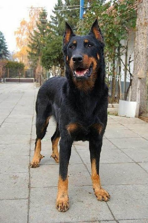 German Shepherd Doberman mix Beauceron Dog, Chien Cane Corso, Norwegian Lundehund, Doberman Mix, Dog German, Guard Dog, Yorkshire Terrier Puppies, Beautiful Dog, Large Dog Breeds