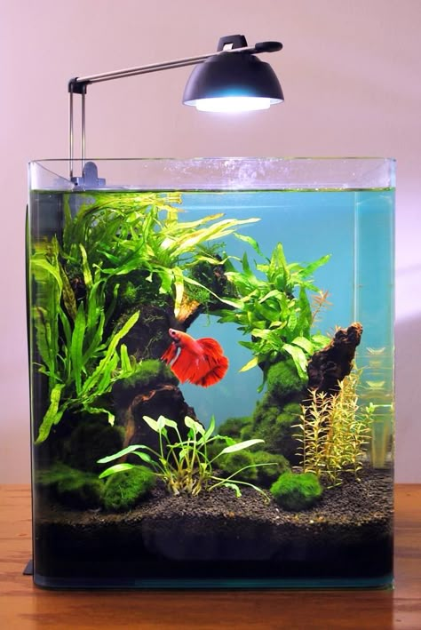 The Planted Tank Forum Aquarium Design Ideas, Fish Tank Themes, Amazing Aquariums, Fish Tank Terrarium, Taman Air, Cool Fish Tanks, Fish Tank Design, Aquascape Design, Betta Aquarium