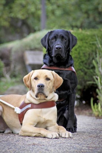 Guide Dogs For The Blind, Black Lab Puppies, Lab Dogs, Labrador Retrievers, Lab Puppies, Guide Dog, Labrador Dog, Labrador Retriever Dog, Service Dog