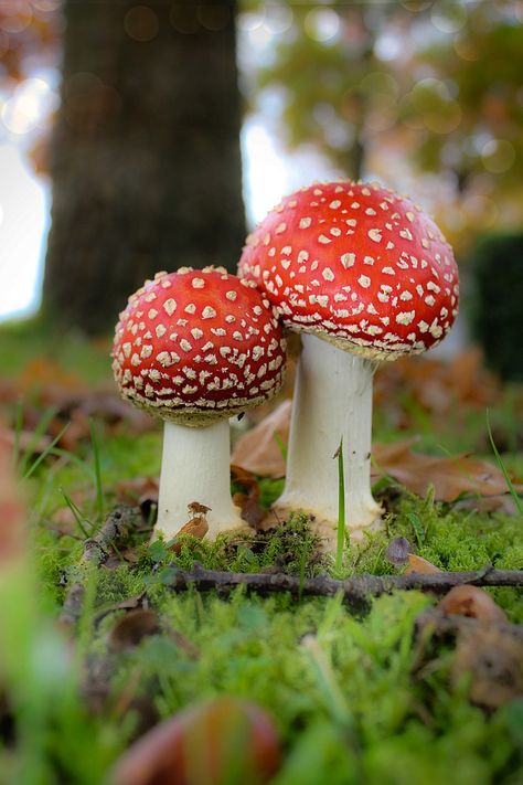 Mushroom Plant, Mushroom Pictures, Creepy Pasta, Mushroom Fungi, Forest Floor, Mushroom Art, Wild Mushrooms, Nature Aesthetic, Beautiful Nature