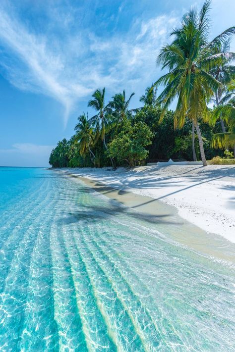 Glistening turquoise waters leading to a white sand beach with palm trees. Private Island, Maldives, Palm Trees, The Beach, Trees, Water, Travel, On Instagram, White