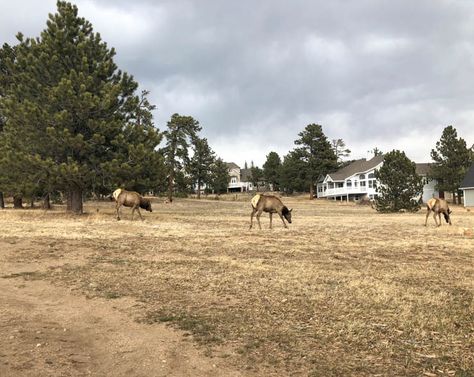 14 Things to do in Estes Park - The Wayfaring Foodie Rocky Mountain Oysters, The Stanley Hotel, Haunted Hotels, Haunted Hotel, Colorado Hiking, Take A Hike, Mountain Town, Estes Park, Rocky Mountain National