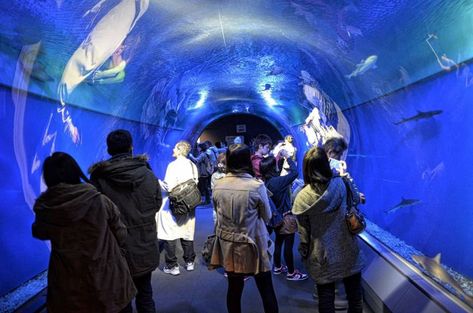 Osaka’s Kaiyukan is one of the biggest aquariums in the world and home to some of the ocean’s most fascinating inhabitants, including the whale shark. Dubai Aquarium, Public Aquarium, Big Aquarium, Paradise Sea, Zoological Garden, Virtual Travel, Ocean Park, Types Of Fish, Osaka Japan