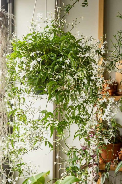 Jasmine Plant Indoor, Indoor Vines, Jasmine Vine, Plants Hanging, Jasmine Plant, Jasmine Flower, Bedroom Plants, Patio Interior, House Plants Decor