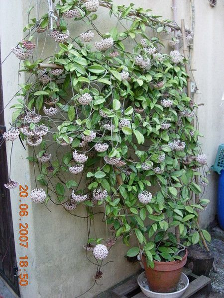 Hoya On Trellis, Hoya Trellis Ideas, Hoya Trellis, Big Indoor Plants, Plant Inspiration, Hoya Plant, Hoya Carnosa, Bamboo Trellis, Wax Flowers