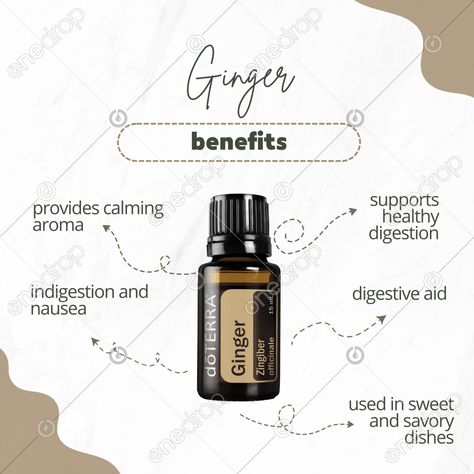 Ginger #ginger #ginger uses #Ginger benefits #ginger drops #ginger oil #wellnessadvocate #doterra #wellnessstockphotos #onedropdesigns #doterrawellnessadvocate #doterratips #doterragraphics #doterraphotos Ginger Drops, Ginger Uses, Ginger Benefits, Ginger Essential Oil, Ginger Oil, Doterra Oils, Doterra, Social Media Post, Essential Oil