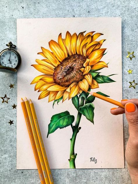 ✏: @marghertiafelias Sunflower Colored Pencil Drawing, Colorful Colored Pencil Art, Flower Sketches Colored Pencil, Colour Pencil Art Flowers, Coloured Pencil Artwork, Sunflower Colour Pencil Drawing, Colored Pencil Sunflower, Sunflower Drawing Pencil Sketch, Art Sketches Colored Pencils