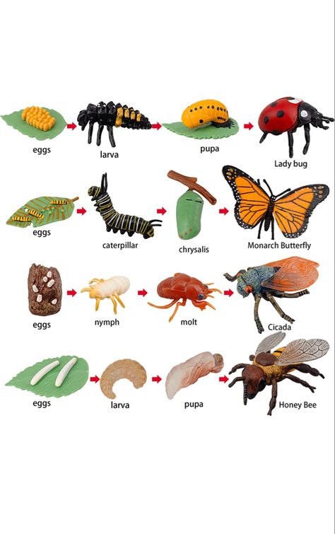 the 4 stages of Monarch Butterfly, Honey Bee, Cicada, and Ladybug developments. | Homeschooling Curriculum Beetle Life Cycle, Insect Life Cycle, Ladybug Life Cycle, Butterfly Transformation, Bee Life Cycle, Homeschooling Curriculum, Animal Life Cycles, Project For Kids, Homeschool Science