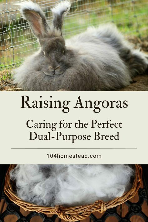 Raising Angora Rabbits For Fiber, Giant Angora Rabbit, How To Raise Meat Rabbits, Raising Rabbits For Fertilizer, Rabbit Pelt Uses, Angora Rabbit Wool, How To Care For Rabbits, Meat Rabbits Housing, Homestead Rabbits