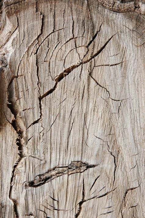 Tree Background, Picture Tree, Texture Inspiration, Wood Images, Free Textures, Traditional Landscape, Wood Tree, Background Photo, Envato Elements