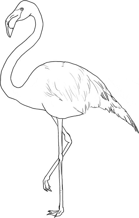 Flamingo coloring page - Flamingo free printable coloring pages animals Woodburning Pattern, Printable Flamingo, Flamingo Coloring Page, Greater Flamingo, Flamingo Color, Flamingo Wallpaper, Flamingo Painting, 그림 낙서, Seni 2d