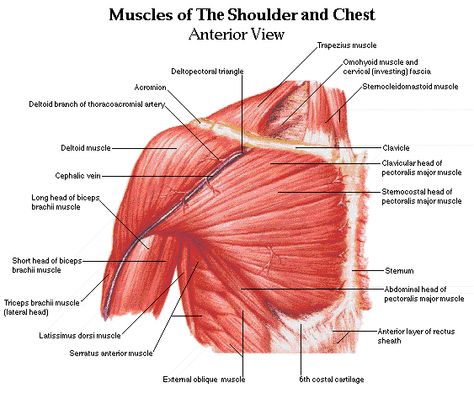 Torso a anatomy Muscles Diagram, Shoulder Blade Muscles, Biceps Brachii Muscle, Muscle Diagram, Shoulder Anatomy, Anatomy Muscles, Muscles Anatomy, Shoulder Muscle, Anatomy Organs