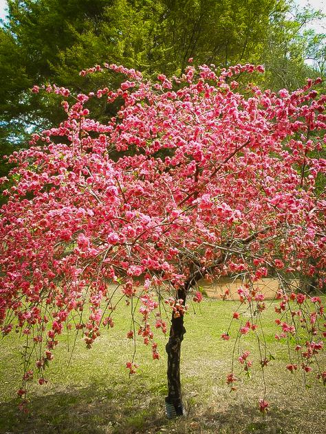 Peach Trees For Sale | Buy Peach Trees Online | The Tree Center Peach Blossom Tree, Spring Flowering Trees, Cascade Falls, Peach Tree, Peach Trees, Pink Trees, Perfect Plants, Blossom Trees, Autumn Garden