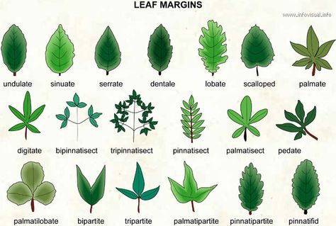 Types of Leaves - Common Leaves on Trees and Plants | The Tree Center #plantlove #iloveplants #plantlady #garden #gardening #botany Nutrition In Plants, Types Of Leaves, Leaf Identification, Conifer Trees, Simple Leaf, Leaf Drawing, Foliage Plants, Tree Leaves, Leaf Art