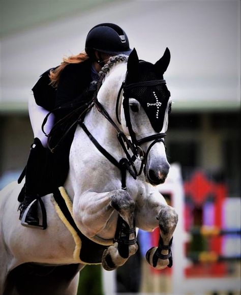 Show Jumping Aesthetic, Horses Show Jumping, Horse Riding Aesthetic, Jumping Horse, Horse Riding Outfit, Show Jumping Horses, Equestrian Aesthetic, Cute Horse Pictures, Horse Aesthetic