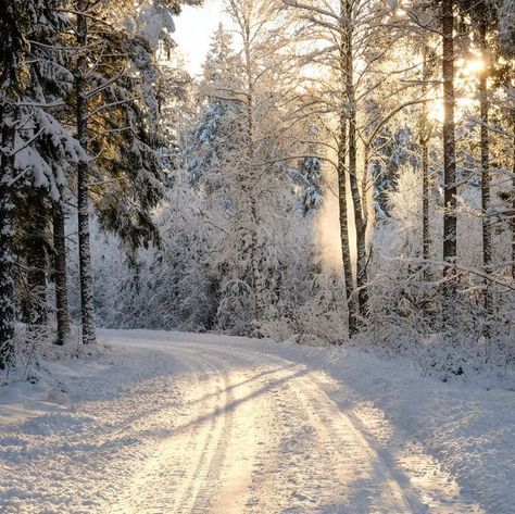 ‪🌌MDZ Lady's Creations🌌‬ ‪www.mdzladycreations.com‬ ‪#mdzladycreations#giftbasket#giftbag#perfectgift#highway#toad#snow#warm#hot#freezing#snowy#weather#plans#ideas#decisions#flakes#fall#another#year#peace#joy#happiness#inspiration#motivation#encouragement#n#night#2020#happy#new#year#‬ Snow Quotes, Fruits Cake, Christmas Bible Verses, Snowy Weather, Winter Quotes, Country Christmas Decorations, Snowy Forest, Environment Day, World Environment Day