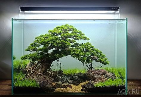 Tall Aquascape, Bonsai Tree Aquascape, Aquarium Bonsai, Aquascape Bonsai, Aquarium Hardscape, Bonsai Aquarium, Aquascaping Ideas, 10 Gallon Fish Tank, Aquarium Garden